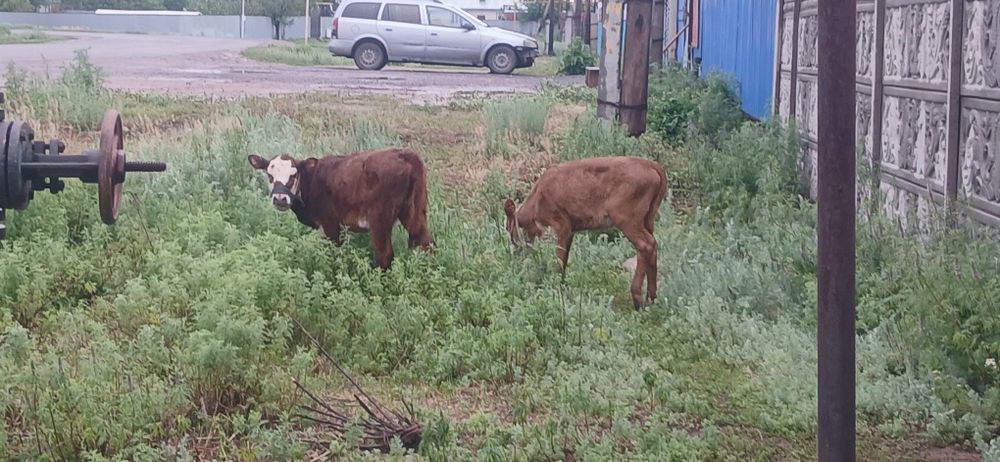 Бұзау сатылады ұрғашы