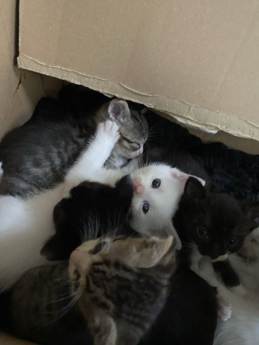 Puiuti adorabili spre adoptie