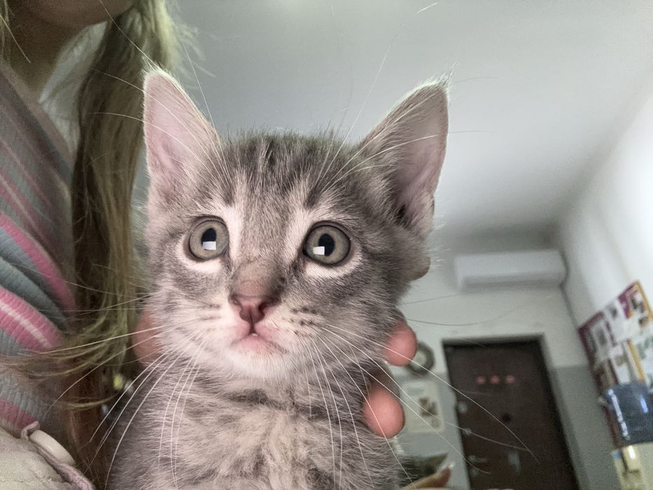 Котенок очень милый