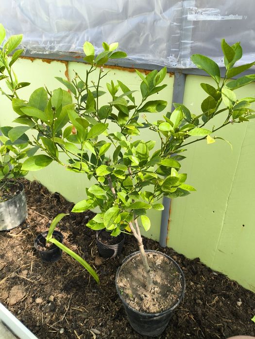 Лимонные деревца