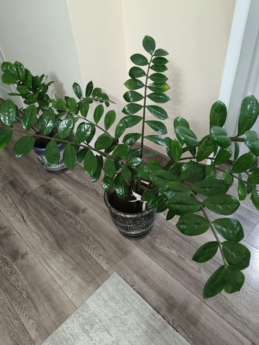 Домашний цветок "Доллар" Замиокулькас