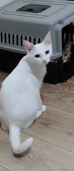 Стерилизованная 7 месячная кошка