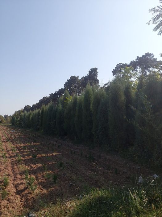 Декоративные саженцы — от фирмы Samarqand Agro Dizayn!