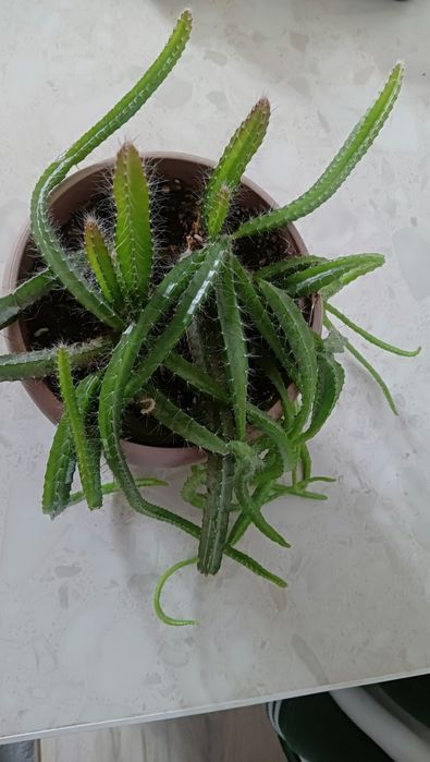 Цветы кактус продажа