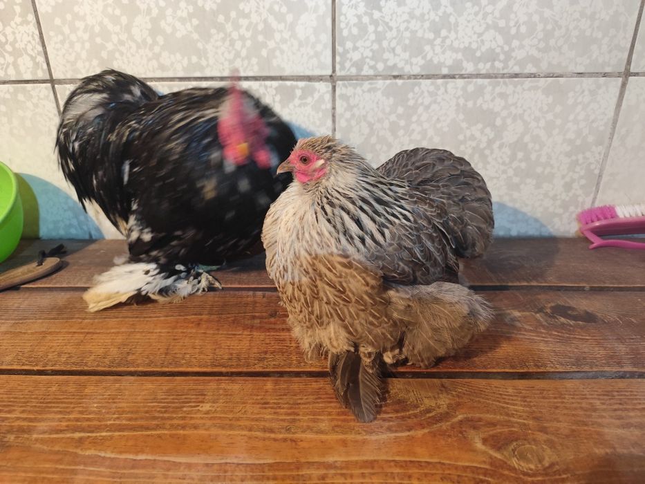 Карликовые кохинхины пара