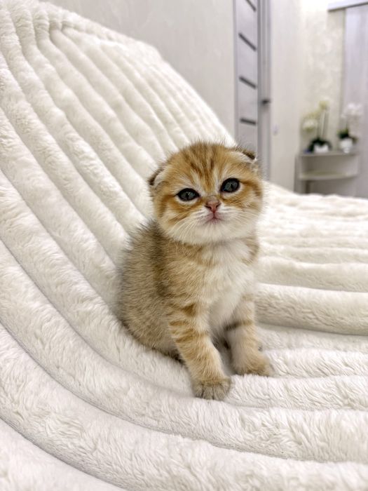 Вислоухий Котенок, британская золотая шиншилла