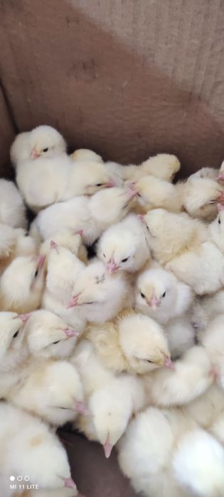 Продается циплята Адлер серебристый чистая линия Санкт Петербург