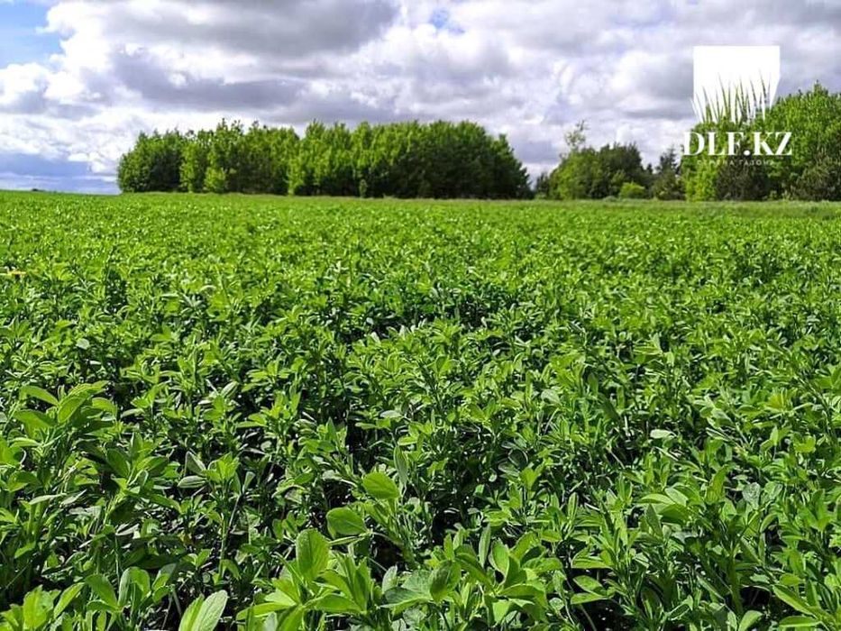 Люцерна Джеа (GEA) по 25 кг