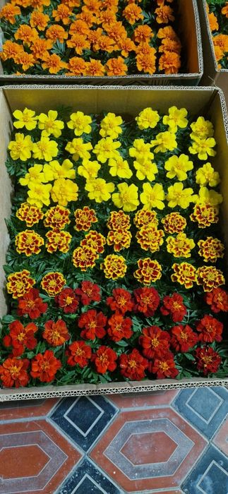 Петуния бархатци шафран