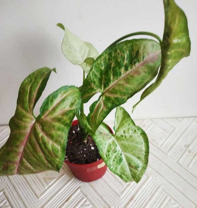 Молодой сингониум Конфетти Три колор