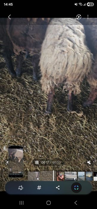 Қой,сектер семіз. Бараны