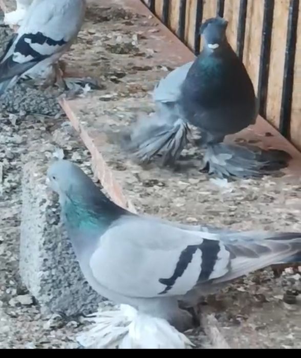 Продается голуби