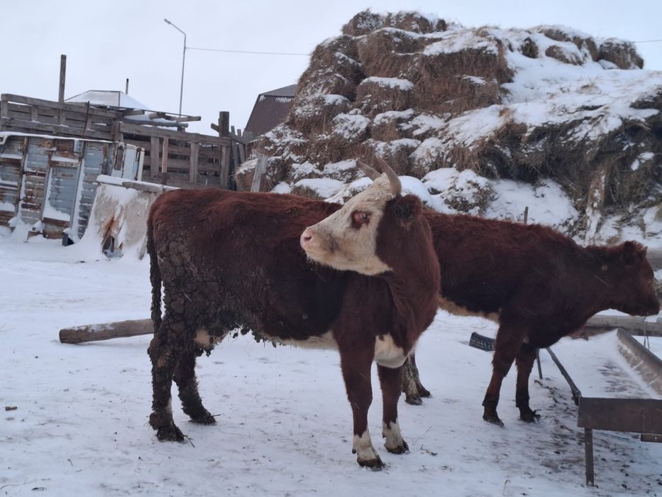 Ақ бас сиыр сатылады