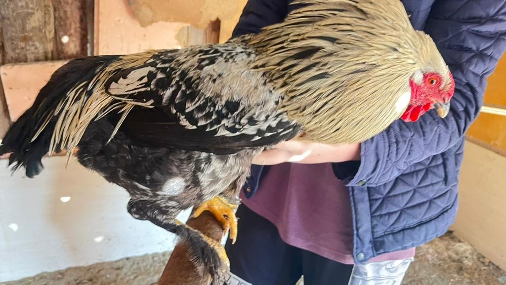 Қораздар сатылады