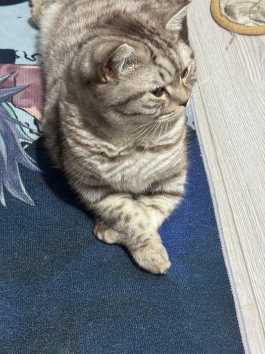 Отдам кота британский полушотланец кастрирован