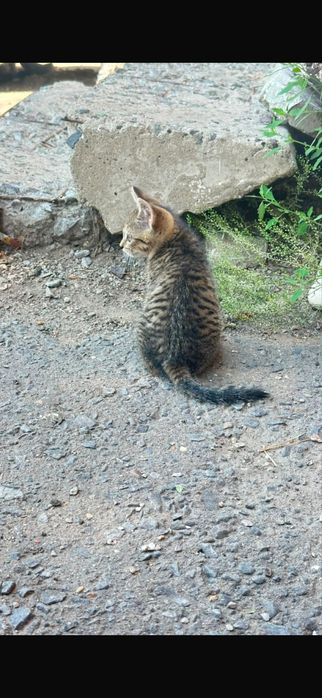 отдадим котенка в хорошие руки