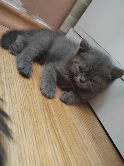 Домашни любимци котки