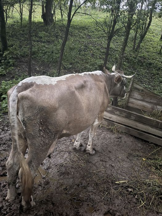 Vaca rasa Baltata Romaneasca