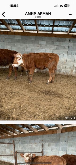 Ұрғашы бұзаулар сатамын.