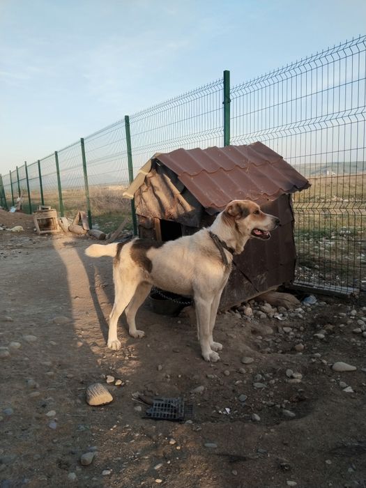 Алабай сатамын сабакка