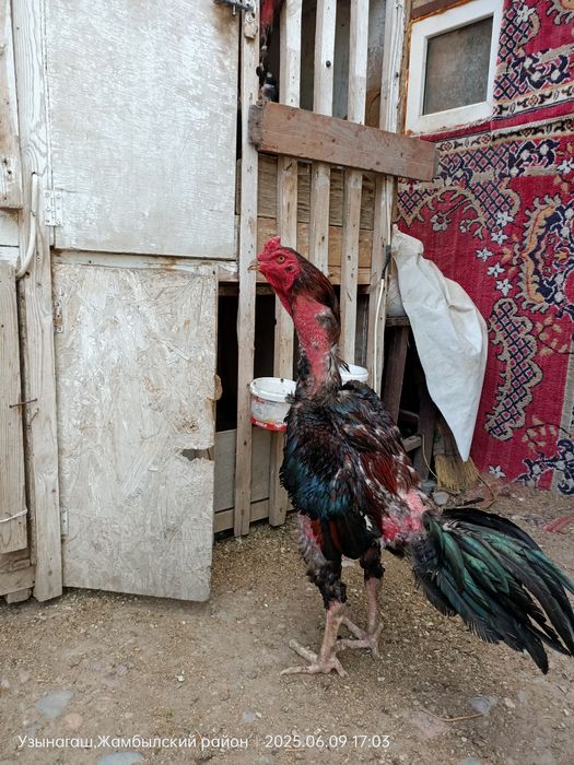 Дакан сильный петух