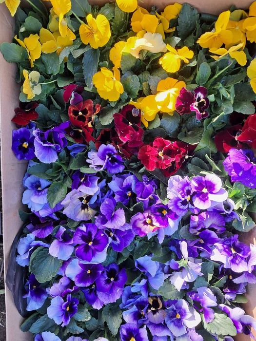 Цветни теменужки