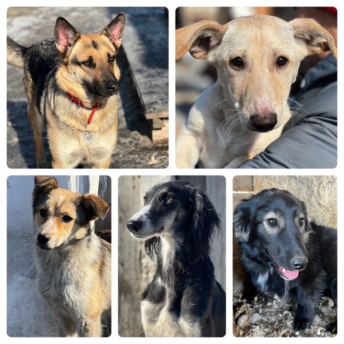 Собаки в хорошие руки