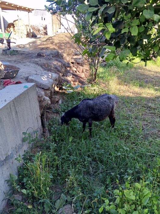 Bugoz qazoqi sotiladi