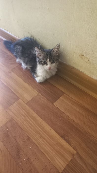 Милые котята девочки