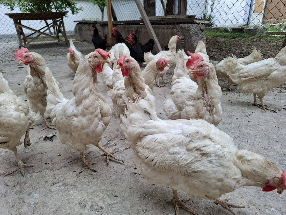 Белые куры несушки
