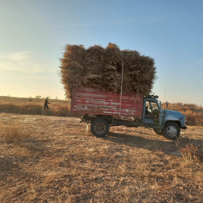 Жантақ сатылады бағасы 60 000