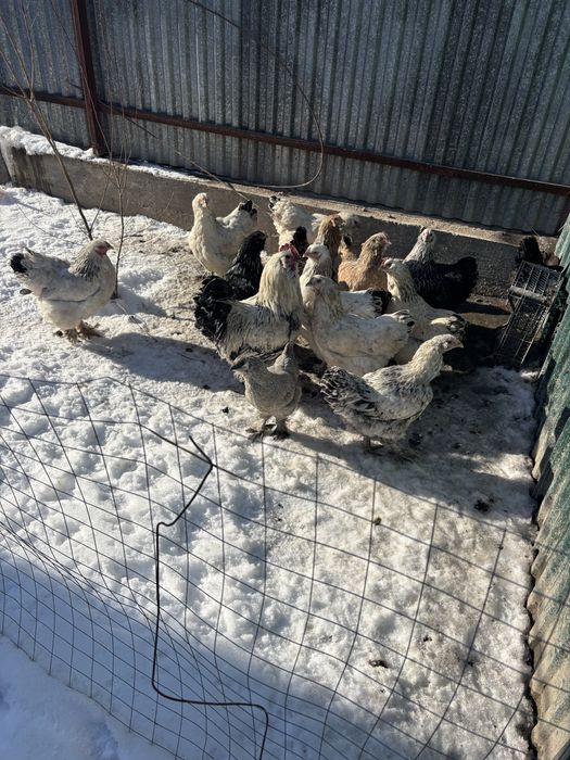 Продам кур брама