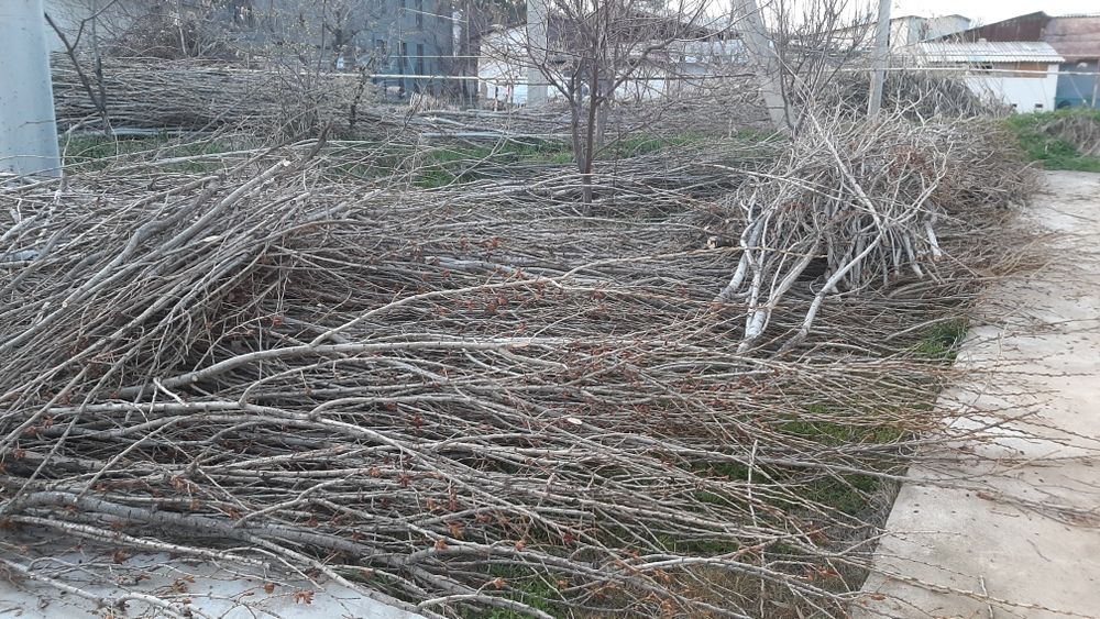 Утин сотилади. Терак шохлари.