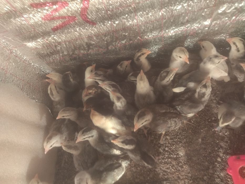 Цыплята Борковская