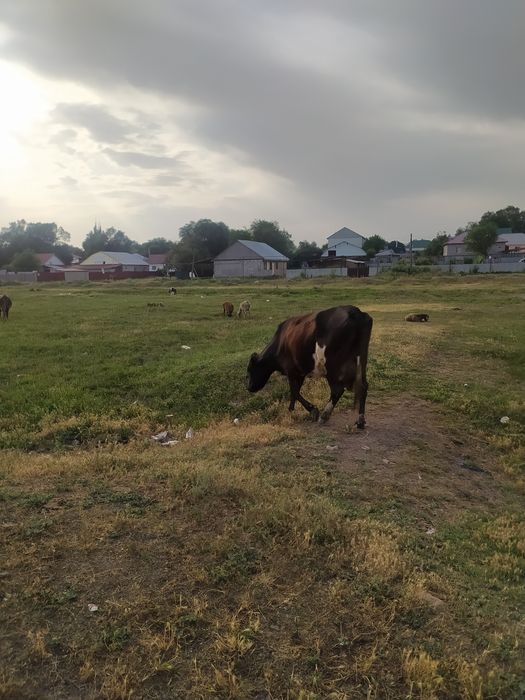 Продам корову хорошая