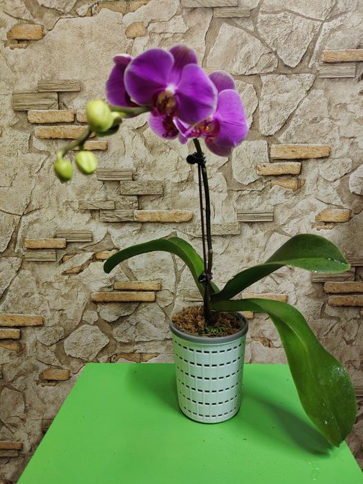 Орхидеи по выгодной цене