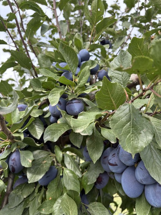 Prune Stanley pentru tuica si consum
