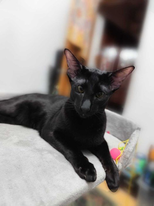 Вязка ориентального кота