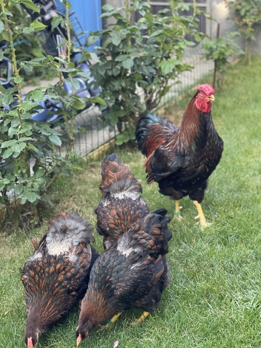 Wyandotte Auriu Negru Bordurat