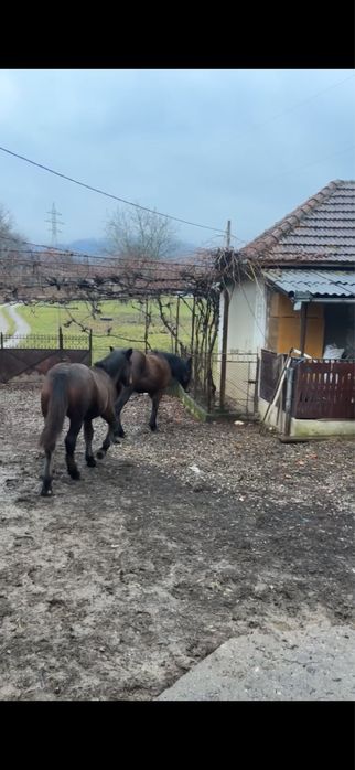 Manz de vanzare din parinti foarte buni