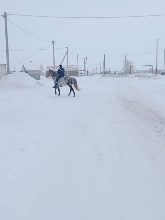 Продаётся жеребец