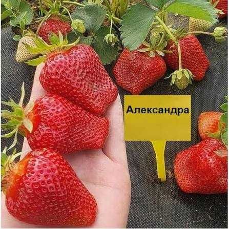 Рассада клубники