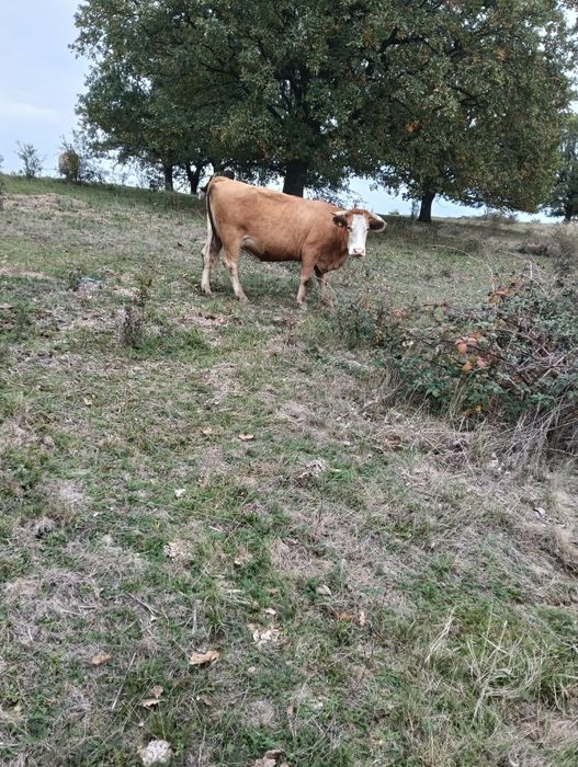 VAND VACI în număr de 8