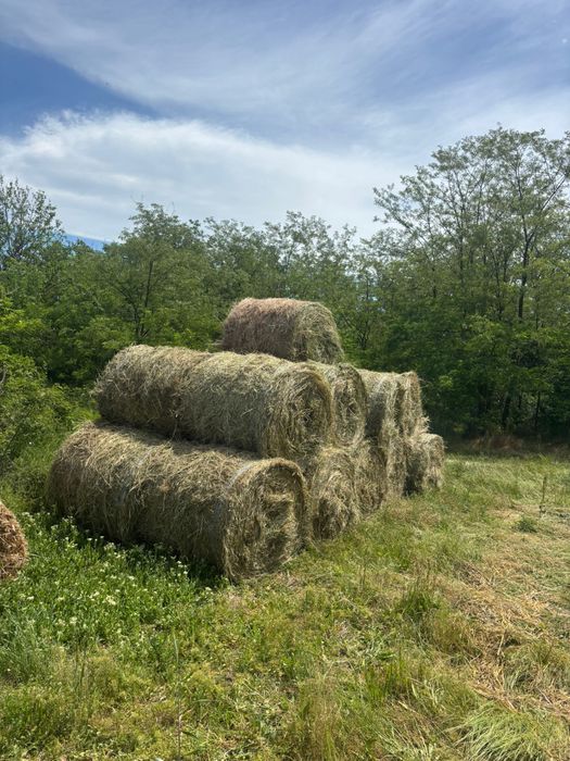 Baloți de lucernă