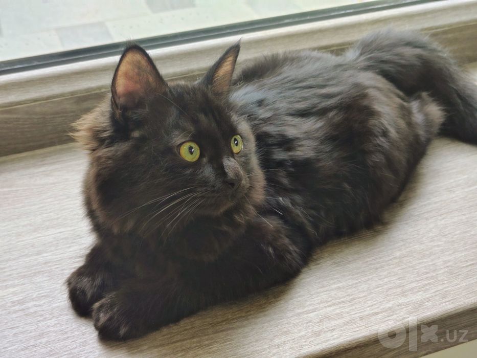 Котенок бесплатно, в добрые руки. Мальчик
