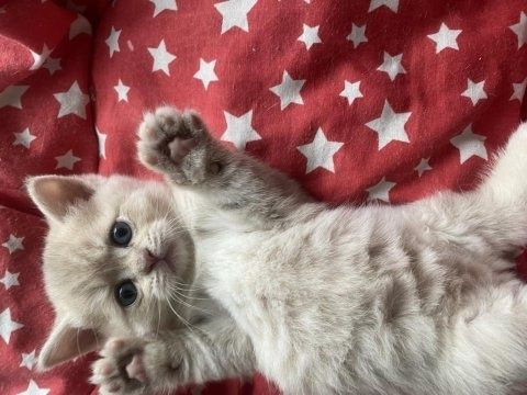 Кремовые Британские котята