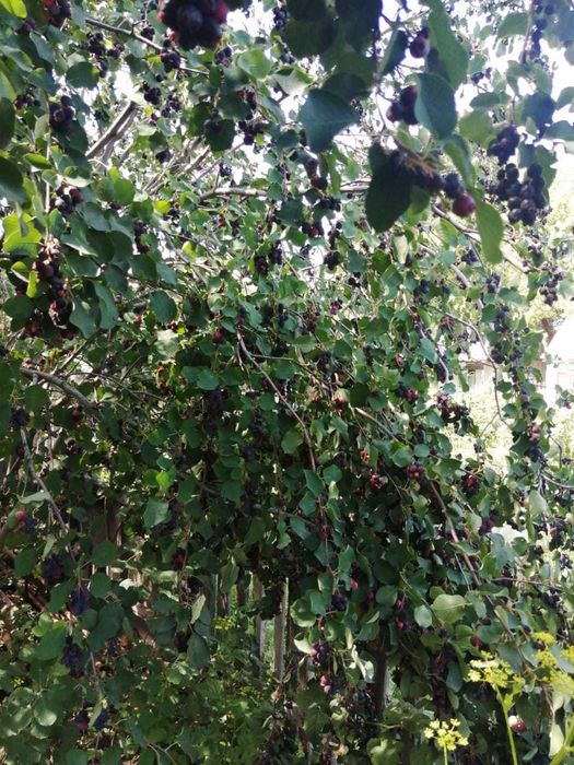 Продам дачу Сад Здоровье