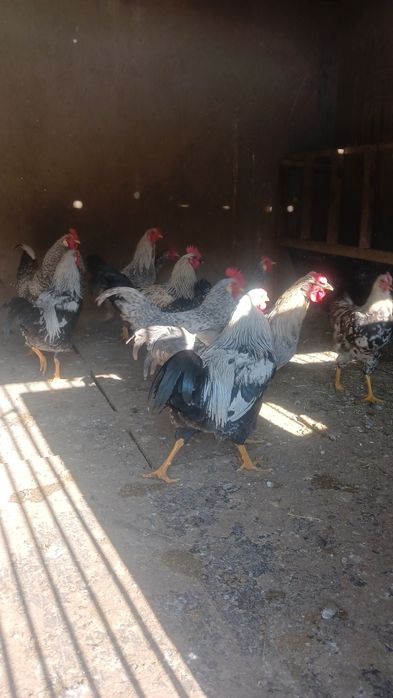 Қораздар сатылады