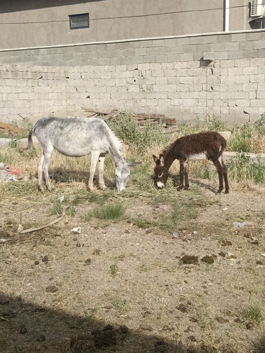 Ешек сатылады ишак Осёл продам
