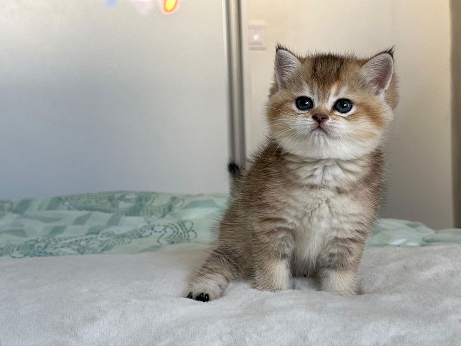 British golden ticked tabby